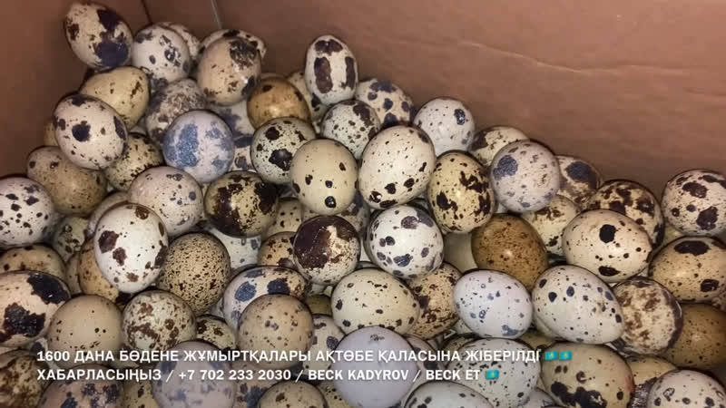 1600 дана бөдене жұмыртқалары ақтөбе қаласына жіберілді 🇰🇿