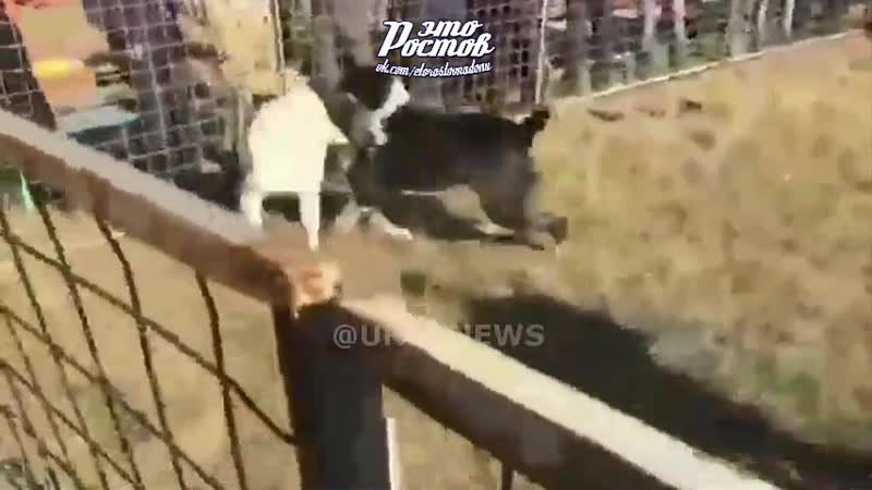 Алабай напал напал на своего хозяина во время собачьих боёв это ростов на дону!