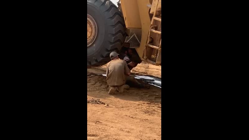 Быстрее гепарда