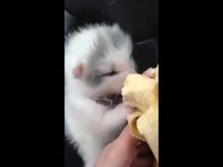 Лисенок кушает банан