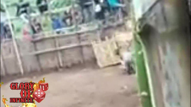 Подсвинок загрыз пита (pig killed a pitbull)