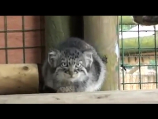 The kittens of the pallas cat cute and funny