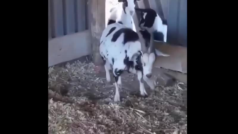 Возвращение из гостей домой после праздников хорошо погуляли!наконец домой добрались!!!