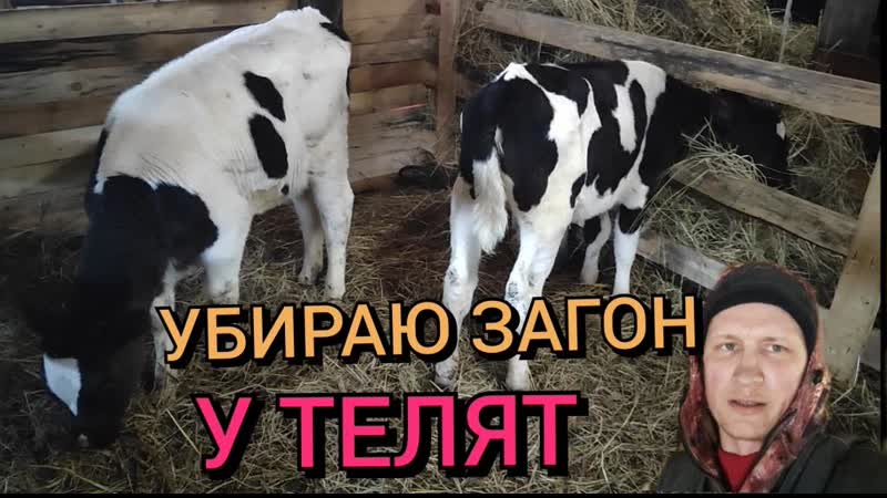 Уборка у телят в загоне встречаем маму из больнице