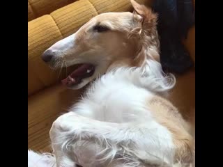 Ira initium insaniae est #201