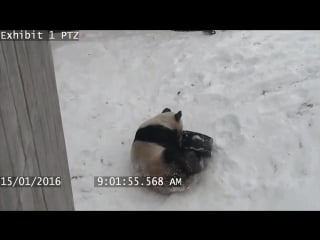 Toronto zoos playful panda in the snow