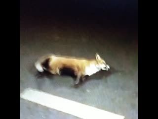 Сокольники на улице стромынка сбили лису