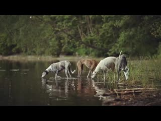 Ira initium insaniae est #220