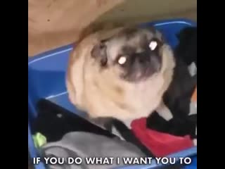 Pug vibin to sh boom