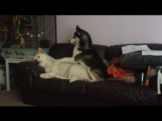 Funny huskies playing