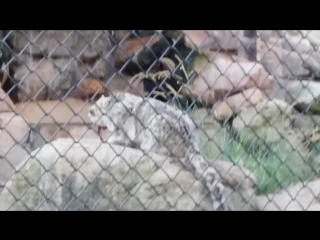 Billabong porn, port macquarie, nsw, australia snow leopards eating 2