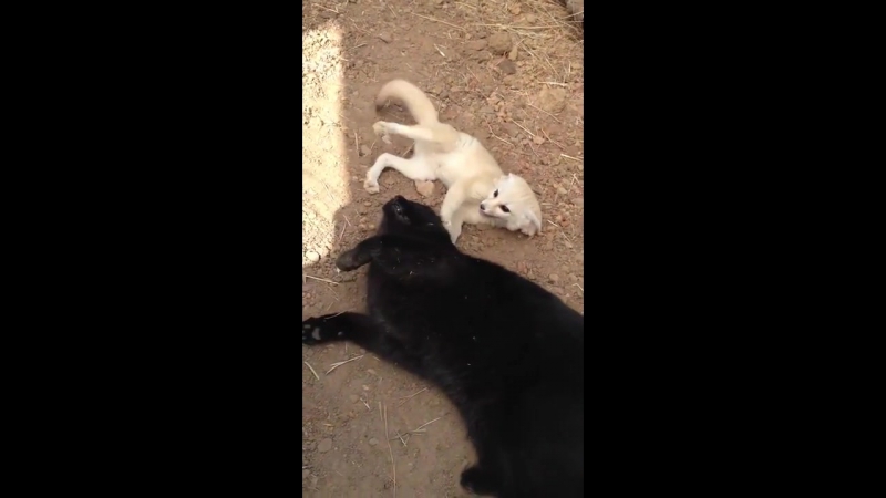 Радостный лисёнок (vhs video)