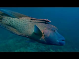 Plankton productions the wrasse 5 min