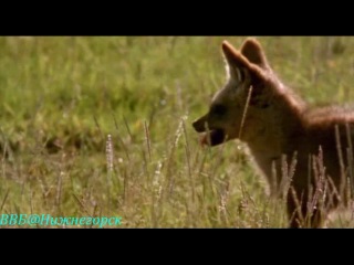 Bbc «ребятам о зверятах газель томпсона тэмми» (документальный, 2005)
