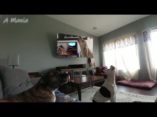 Murenase! seton gakuen