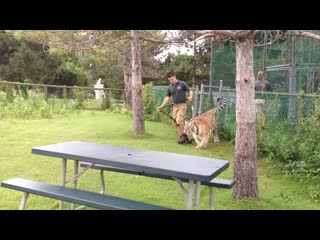 Man play with lions at the porn wild sex communicating with humans