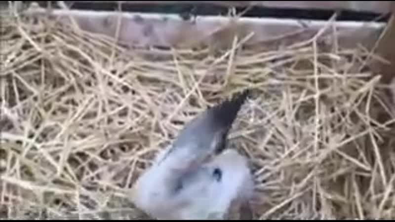 Вырастили гадкого