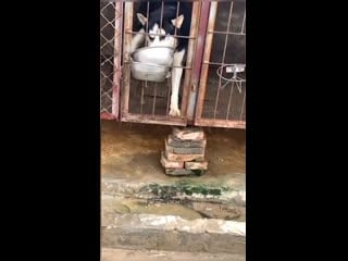 Greedy husky steals its kennel neighbour's food when it has its back turned