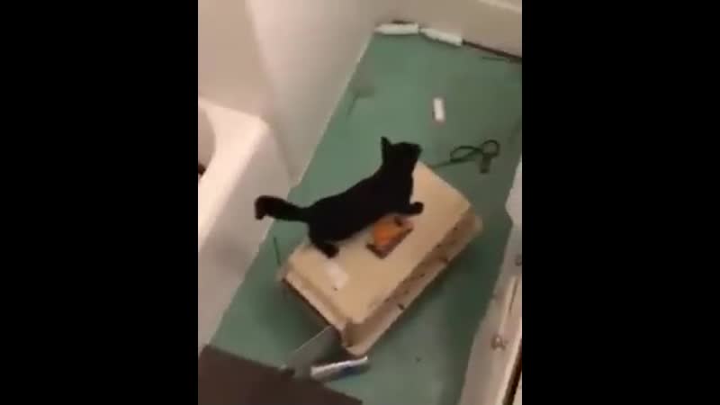 Коты ебанулись