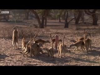 Meerkat family faces off with cobra bbc earth