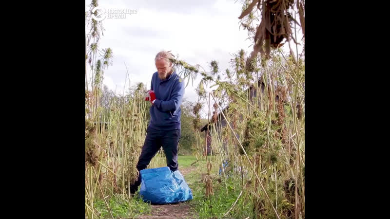 Хутор, где законно выращивают коноплю