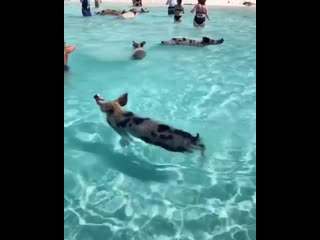 Свинки отдыхают