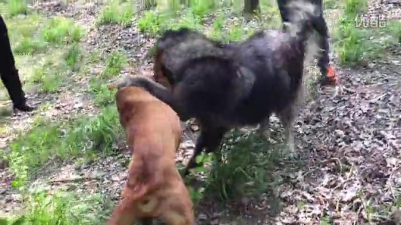 Собачьи бои питбуль vs каазская овчарка