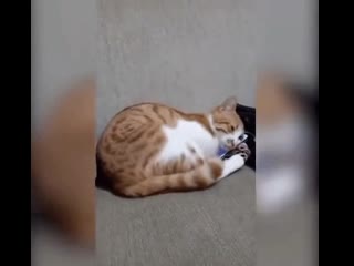 This kitten watching a video of his recently deceased owner 🧡