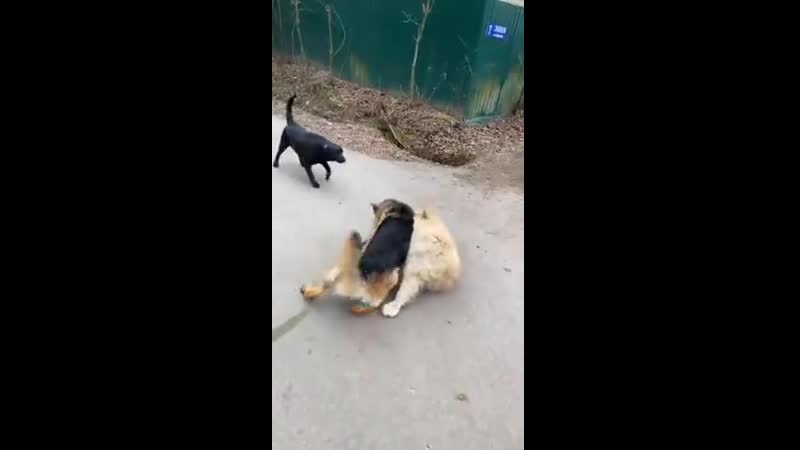 Травля собак в прямом эфире