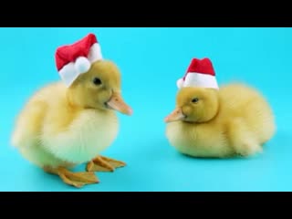 Cute little ducks chroma key blue green screen милые маленькие утки птенцы full hd 60fps