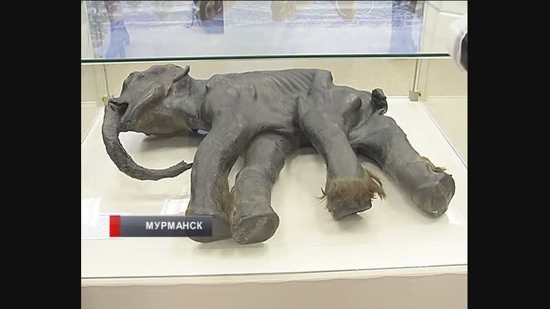Мамонтёнка диму покажут в мурманском краеведческом музее