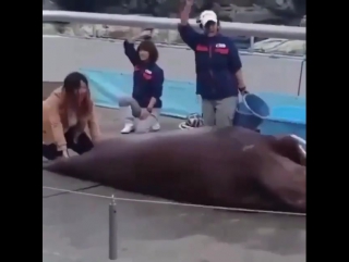 Морж качает пресс