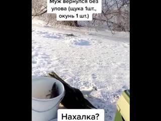 Наглый горностай