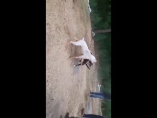 Видео от gull terr (extremedogs) apbt