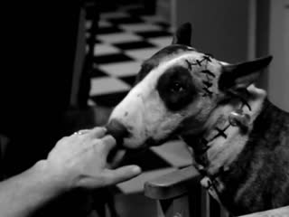 Frankenweenie (франкенвини 1984) (directed by tim burton)