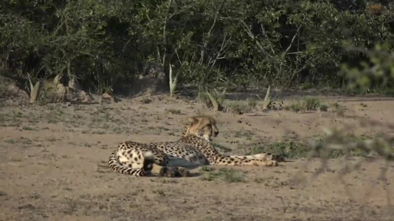 Wildearth | детеныши снова раздражают маму гепарда