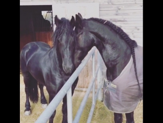 Daqui a pouco é a morena assim