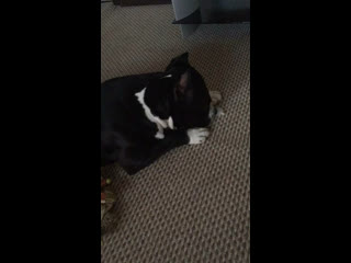 Ghw gnezdich champion ( бес ) 30 07 2015г г анапа ( ghw malichka meri boldbuster orsson skiglous ) #аст#стафф#амстафф#аме