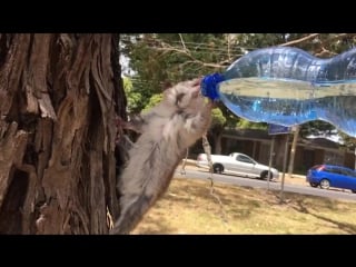 Thirsty possum having a drink in melbournes heatwave