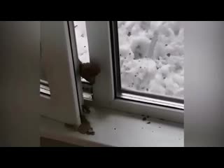 Ледниковый период в настоящей жизни