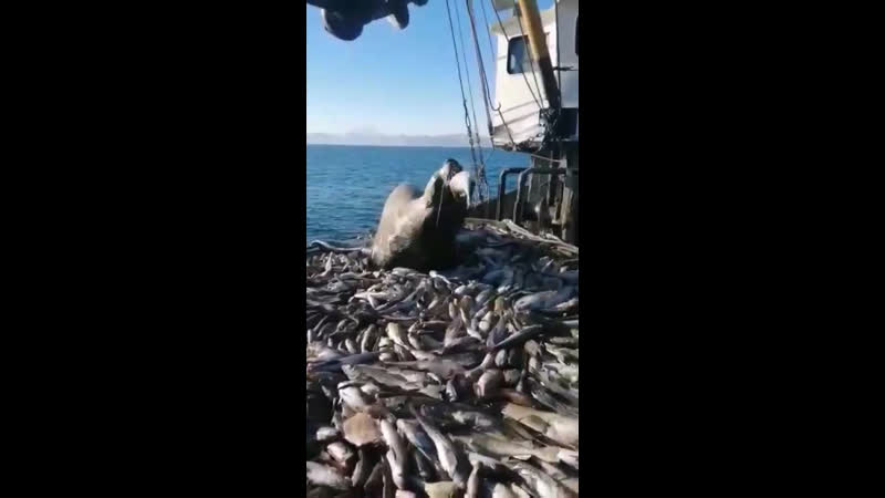 Наглая морда