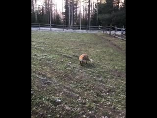 Лисичка в малых карелах