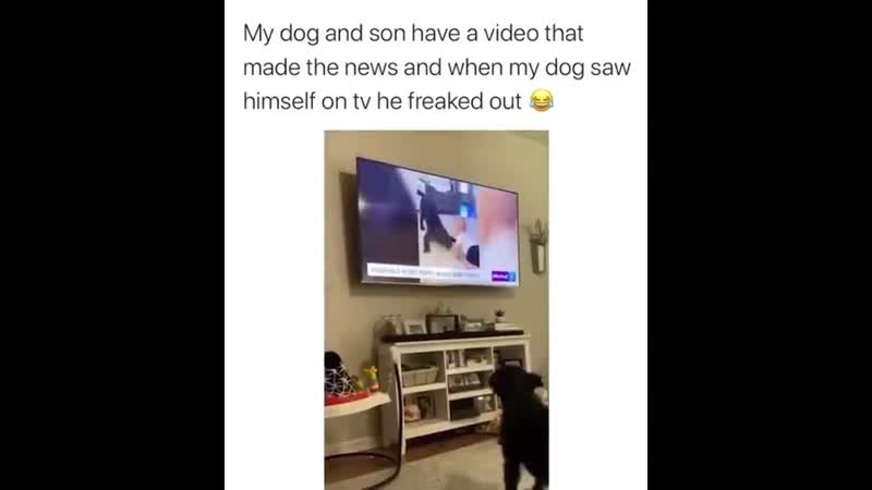 Puppеr is happy hе is famоus