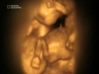 Внутриутробное развитие ребенка от зачатия до рождения