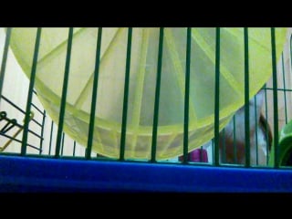 В гостях у подруги й перестаноа в кліткі