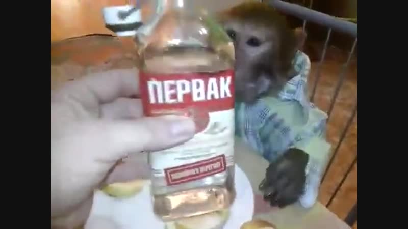 Яшка любит первачок