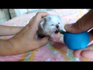 Котята нашли на помойке еще слепых котят (=^･ｪ･^=)