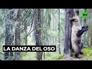 Captan a un oso bailando en rusia