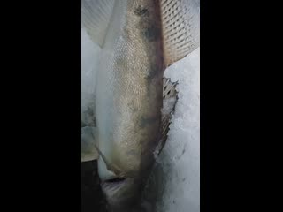 Trim vid 20210126 092356 001 mp4