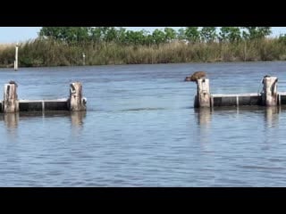 Грациозная рысь и ее прыжки